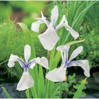 Iris - Alba (Iris Leavigata snowdrift) - 1L